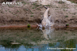 Illustration for article titled Sunday Crocodilian - Crocodylus palustris Edition